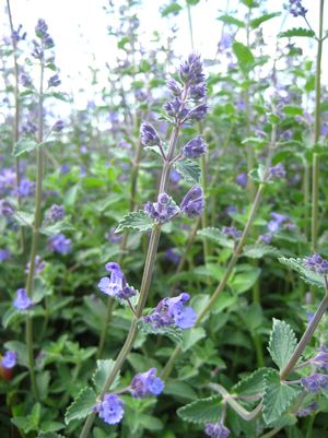 CATMINT (NEPETA) `WALKER`S LOW` - In Store Pickup