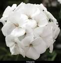 10" Geranium Hanging Basket - Various Colors - In Store Pickup