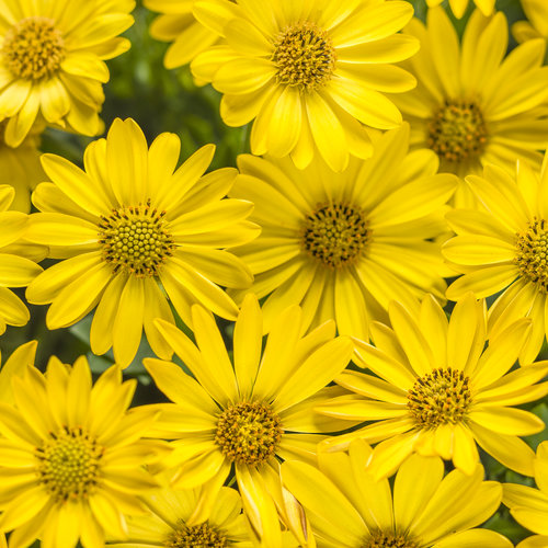 OSTEOSPERMUM - AFRICAN DAISY - Various - In Store PIckup