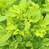 COLEUS - 4.5" - Various - In Store Pickup